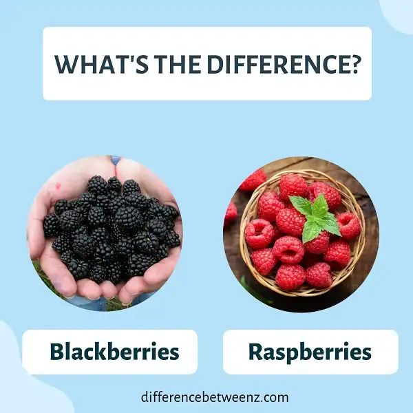 Difference between Blackberries and Raspberries