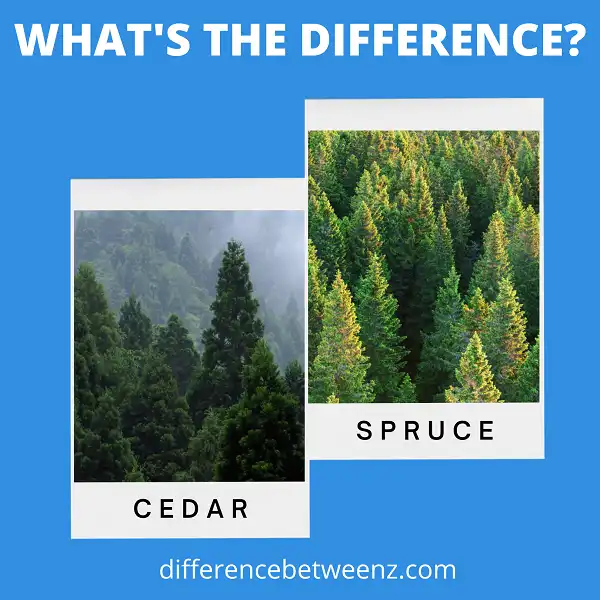 Difference between Cedar and Spruce