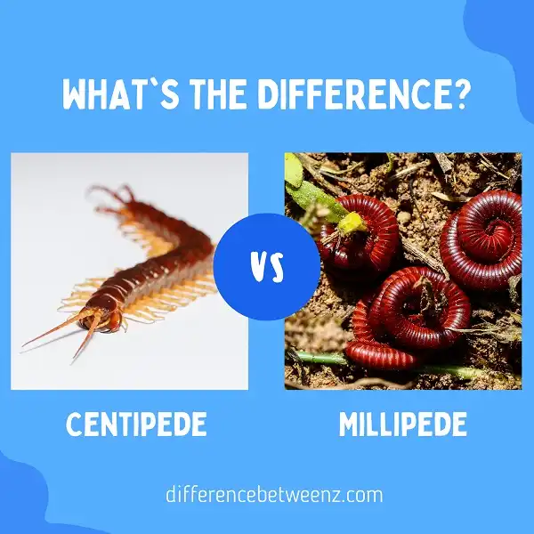 Difference between Centipede and Millipede