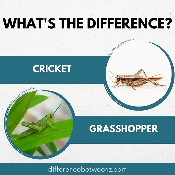 Difference between Crickets and Grasshoppers - Difference Betweenz