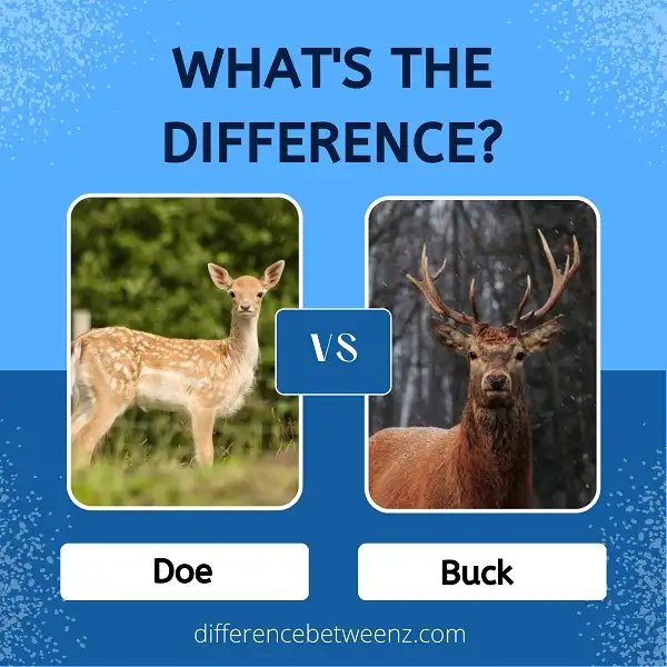Difference between Doe and Buck