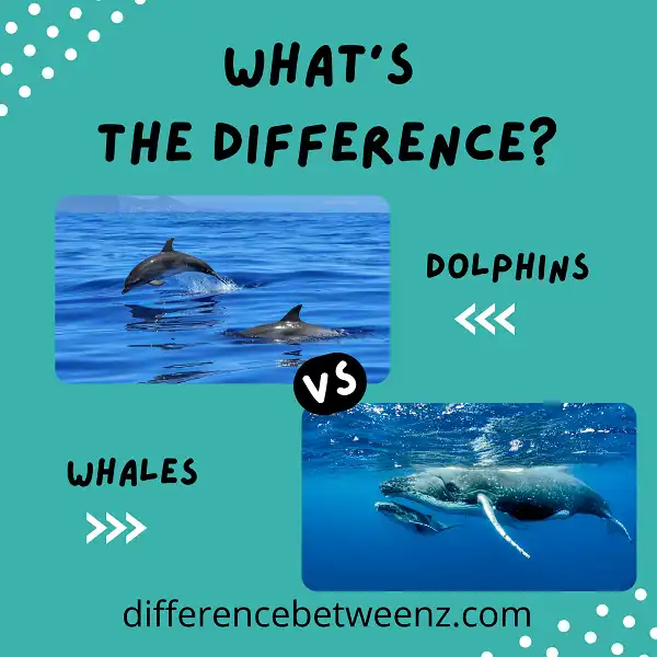 The Difference Between Whales Dolphins And Porpoises - vrogue.co