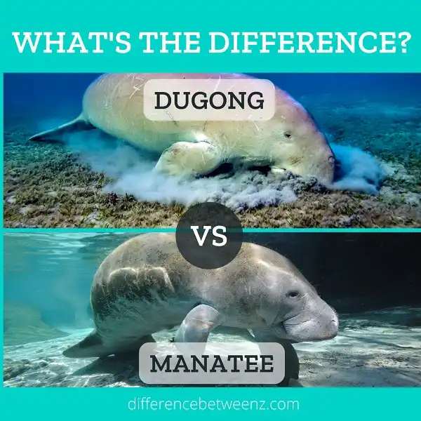 Difference between Dugongs and Manatees