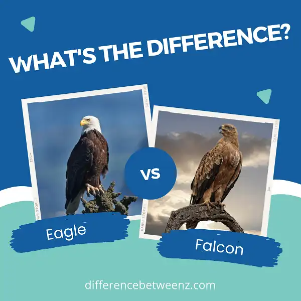 Difference between Eagle and Falcon