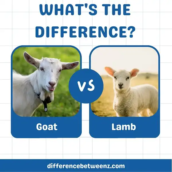 Difference between Goat and Lamb