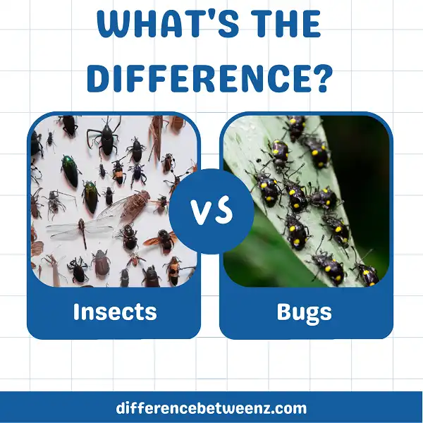 Difference between Insects and Bugs