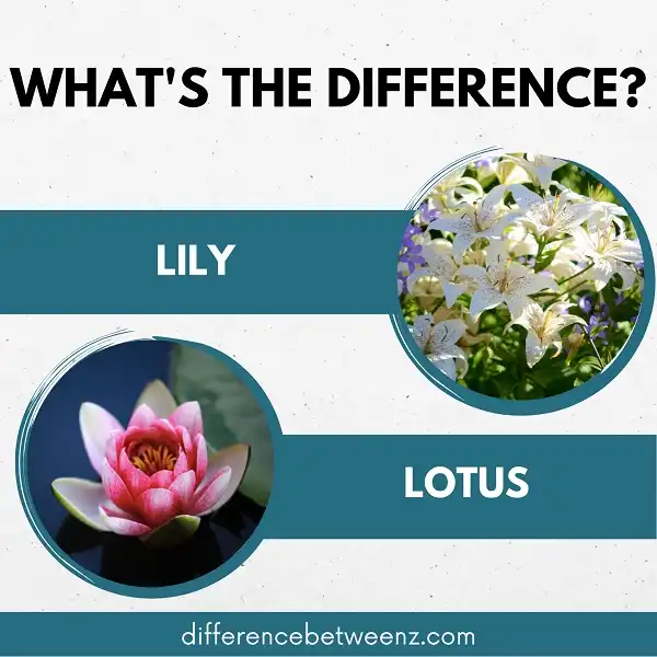Difference between Lily and Lotus