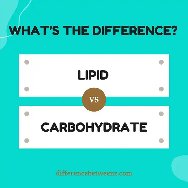 Difference between Lipids and Carbohydrates