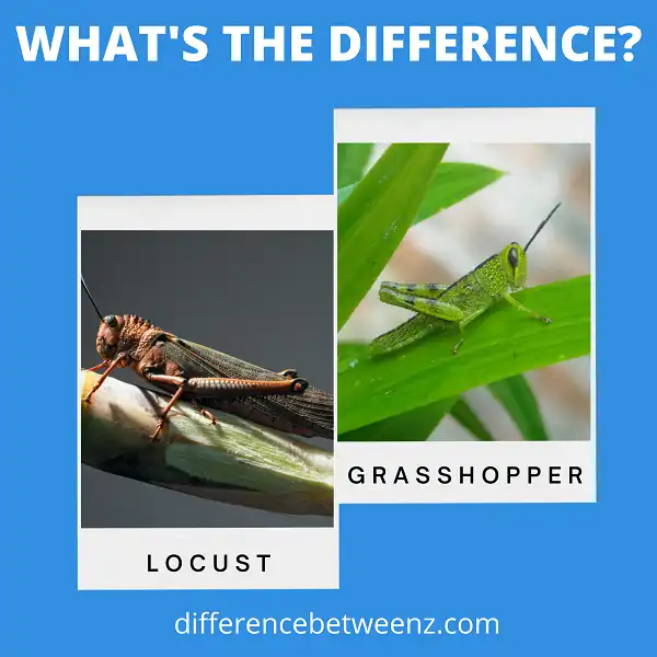 Difference between Locust and Grasshopper