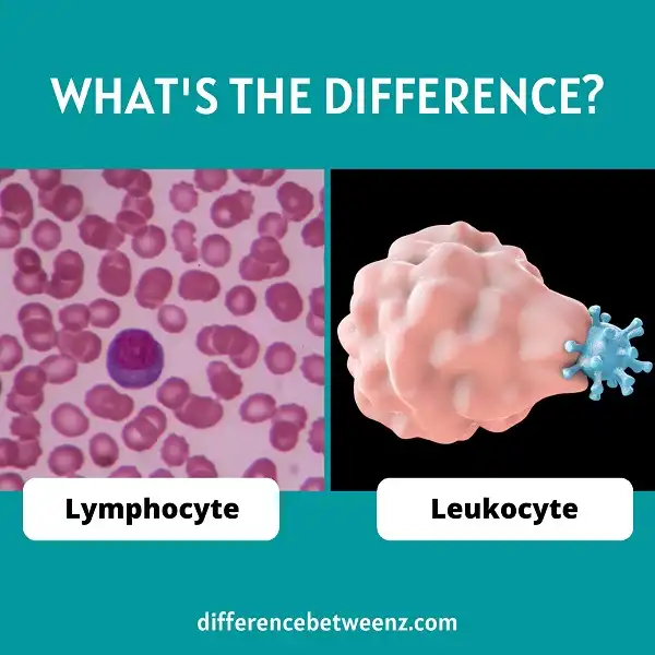 Difference between Lymphocytes and Leukocytes