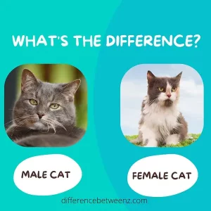 Difference between Male and Female Cats