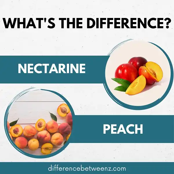 Difference between Nectarine and Peach