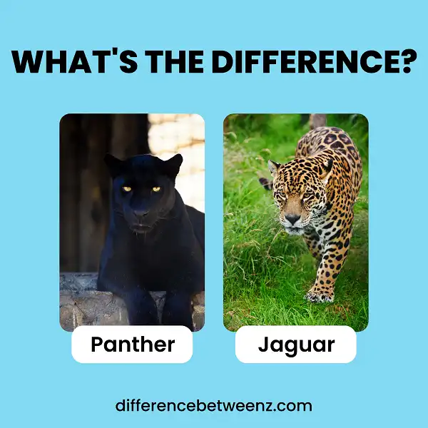 Difference between Panther and Jaguars