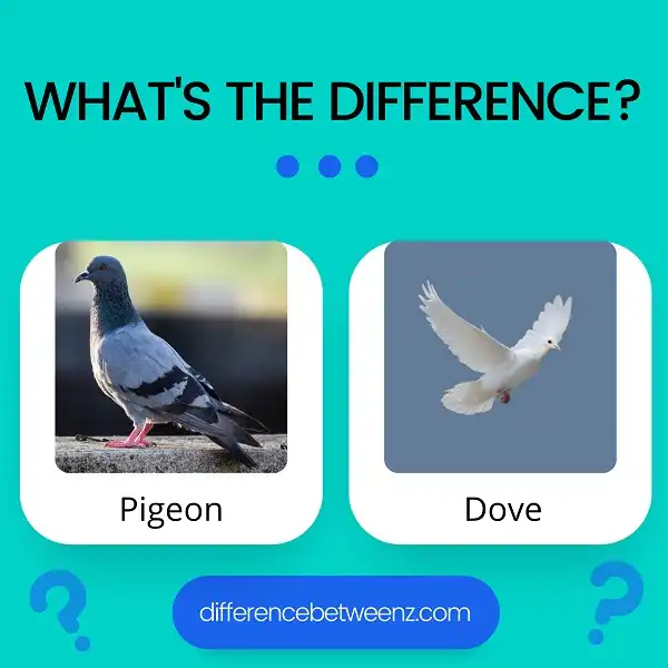 Difference between Pigeon and Dove