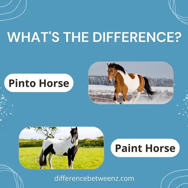 Difference between Pinto and Paint Horses