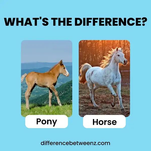 Difference between Pony and Horse