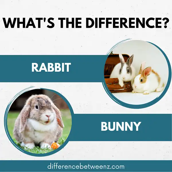Difference between Rabbit and Bunny