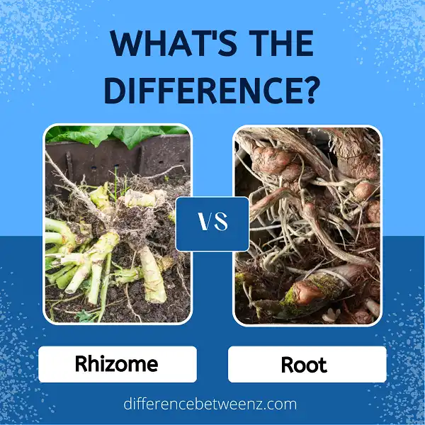 Difference between Rhizome and Root