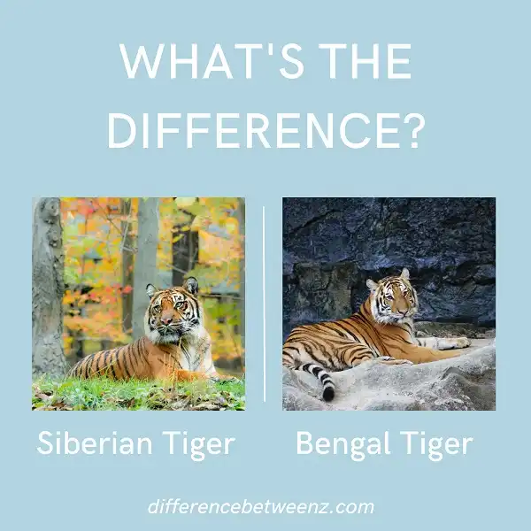 Difference between Siberian and Bengal Tigers