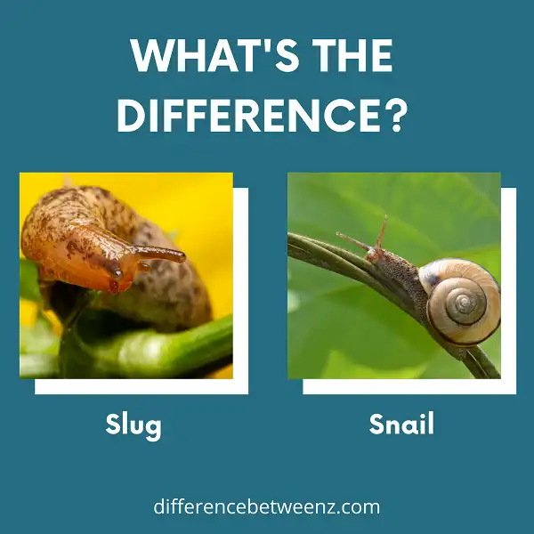 Difference between Slugs and Snails