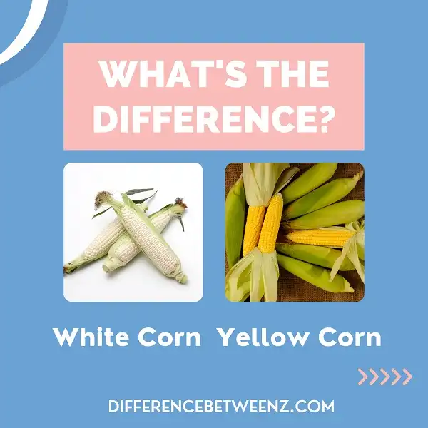 Difference between White and Yellow Corn