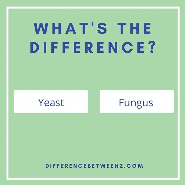 Difference between Yeast and Fungus