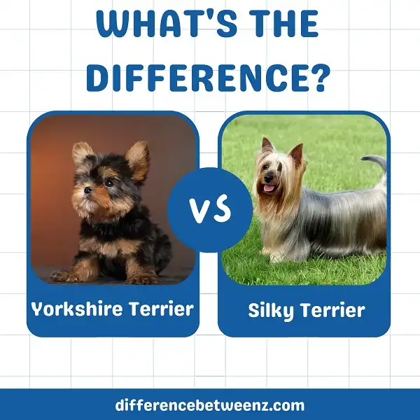 whats the difference between a silky and a yorkie