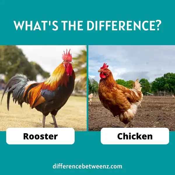 Difference between a Rooster and a Chicken