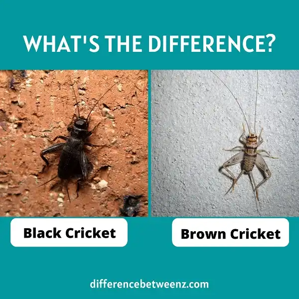 Difference between Black and Brown Crickets