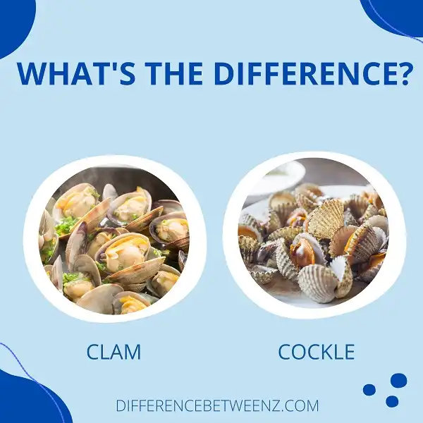 Difference between Clam and Cockle