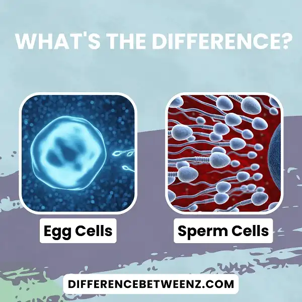 Difference between Egg Cells and Sperm Cells