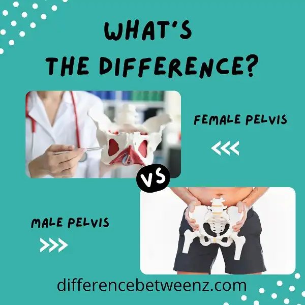 Difference between Female Pelvis and Male Pelvis