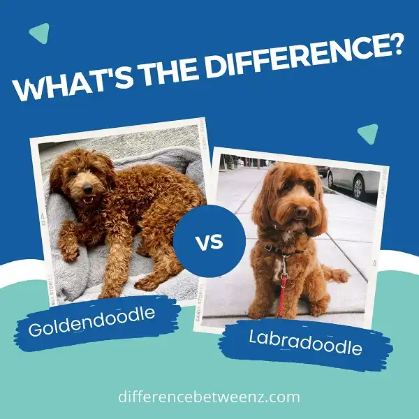 Difference between Goldendoodle and Labradoodle
