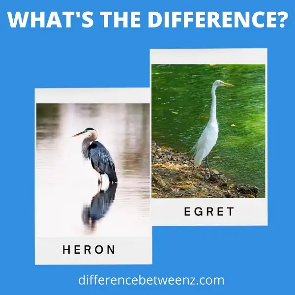 Difference between Heron and Egret