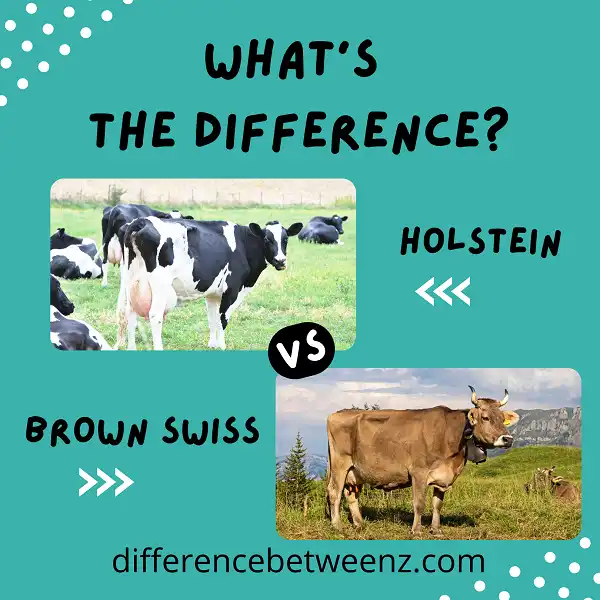 Difference between Holstein and Brown Swiss
