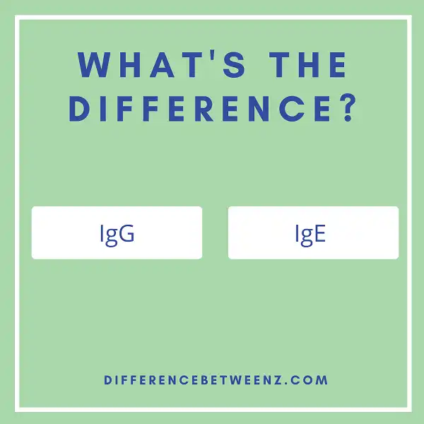 Difference between IgG and IgE