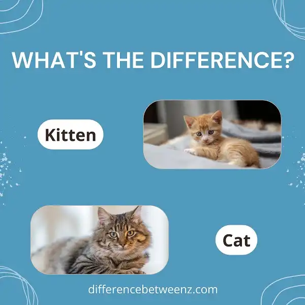 Difference between Kitten and Cat