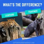 Difference between Leopard and Panther