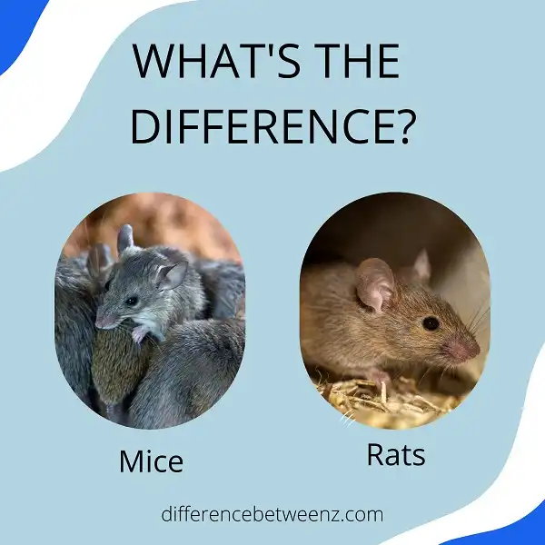Difference between Mice and Rats