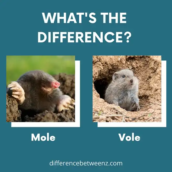 Difference between Mole and Vole - Difference Betweenz