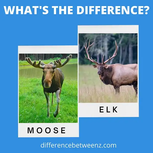 Difference between Moose and Elk