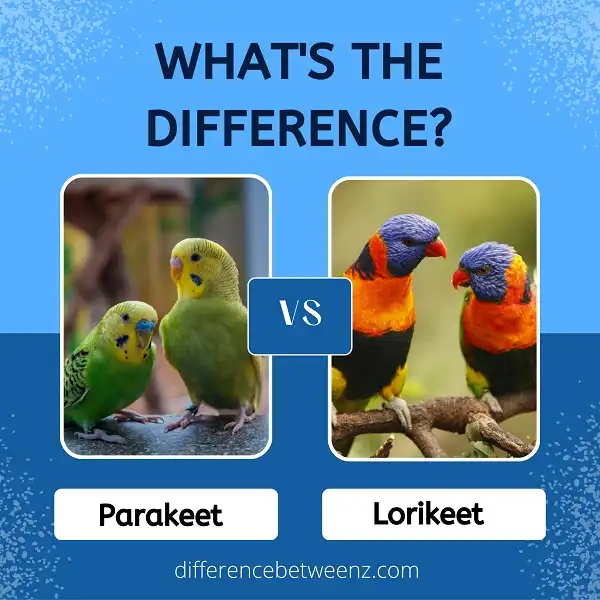 Difference between Parakeets and Lorikeets