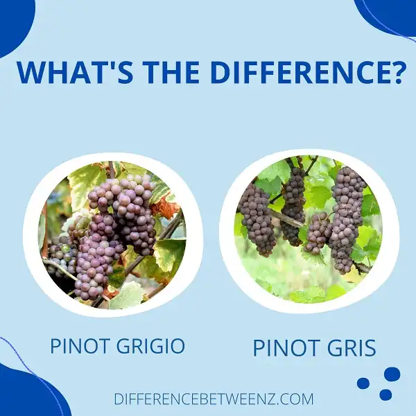 Difference between Pinot Grigio and Pinot Gris