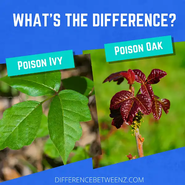 Difference between Poison Ivy and Poison Oak