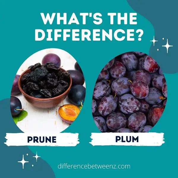 Difference between Prune and Plum
