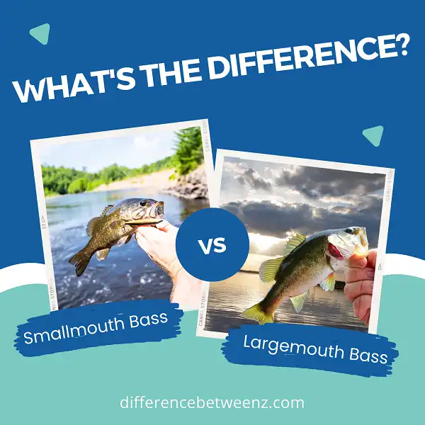 Difference between Smallmouth and Largemouth Bass