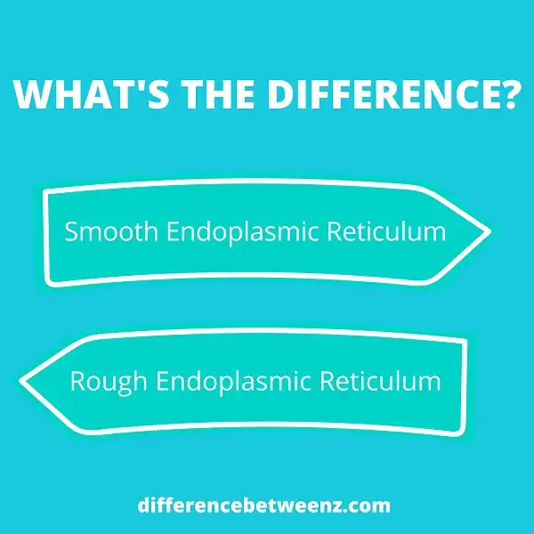 Difference between Smooth Endoplasmic Reticulum and Rough Endoplasmic Reticulum