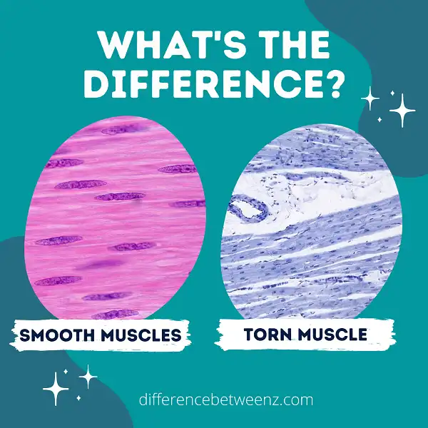 Difference between Smooth Muscles and Cardiac Muscles