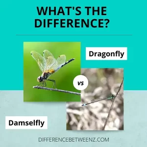 Difference between Dragonfly and Damselfly