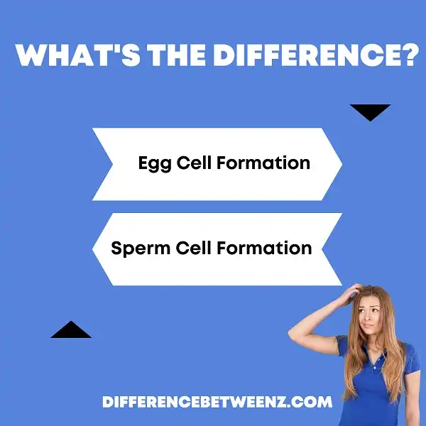 Difference between Egg and Sperm Cell Formation